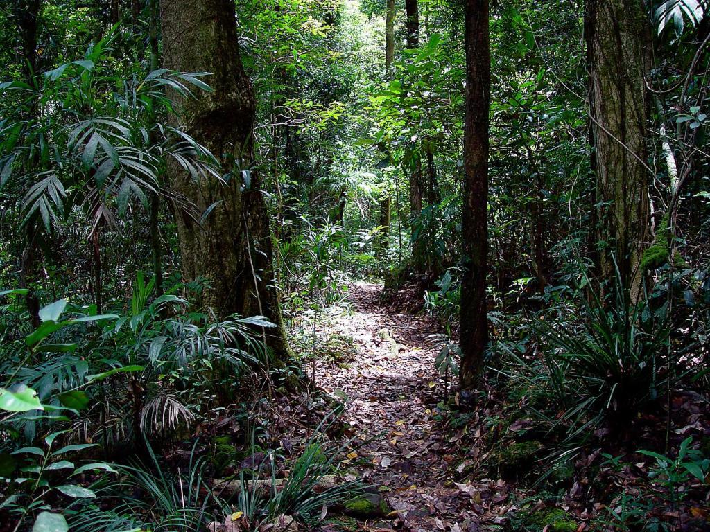 Villa Springbrook Lyrebird Retreat Exterior foto